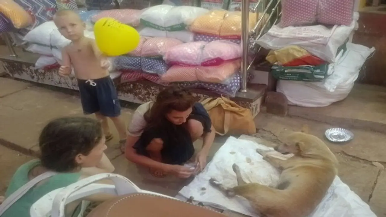 ಗೋಕರ್ಣ: ಗಾಯಗೊಂಡಿದ್ದ ನಾಯಿಗೆ ವಿದೇಶಿ ಮಹಿಳೆಯಿಂದ ಚಿಕಿತ್ಸೆ