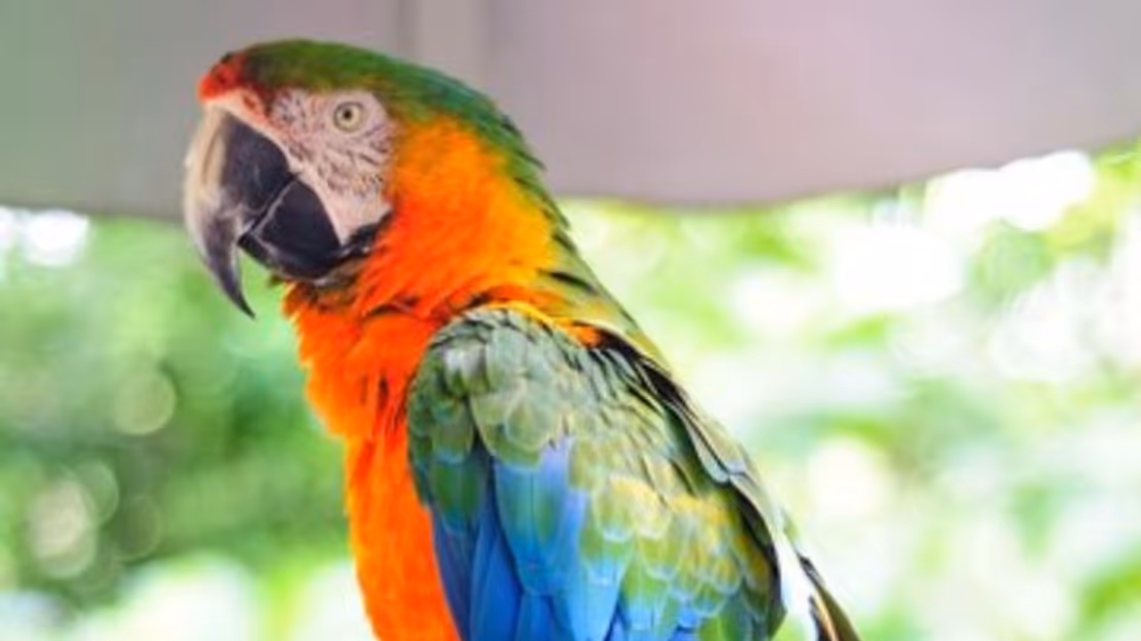 What is Parrot fever? Symptoms, treatments of this outbreak that killed 5 people in Europe What is Parrot fever? Symptoms, treatments of this outbreak that killed 5 people in Europe