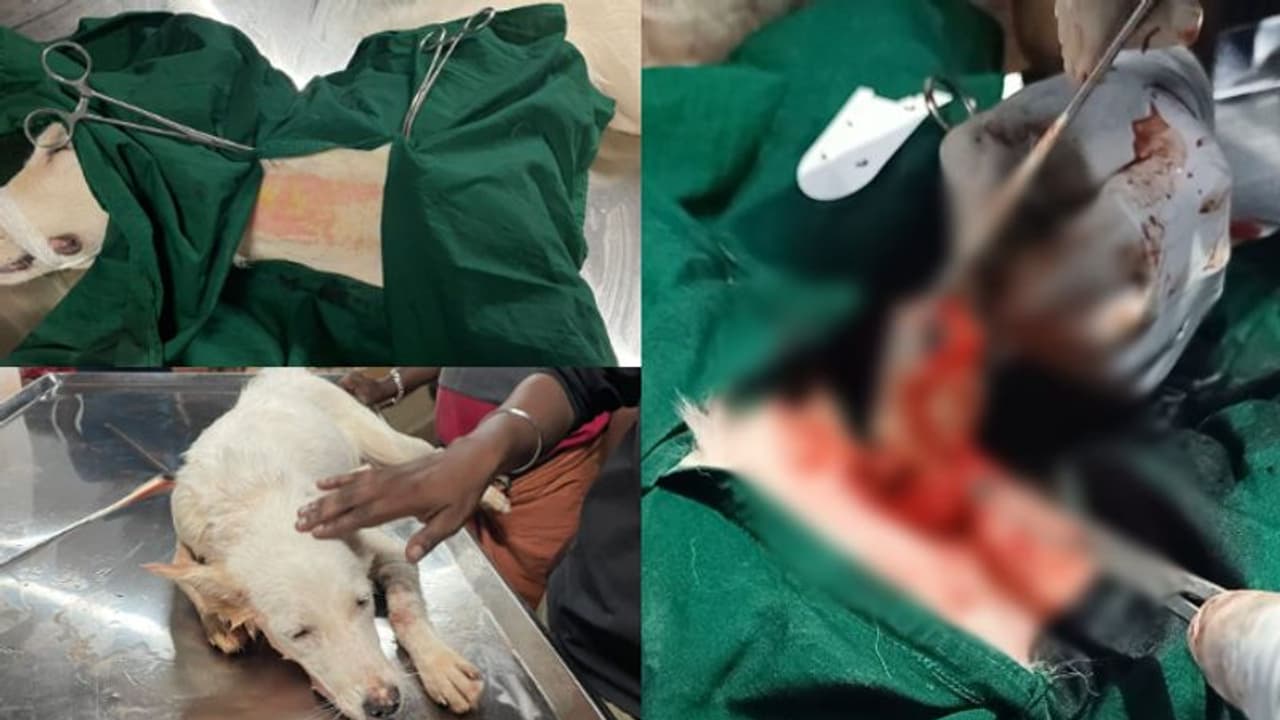 അസ്വസ്ഥത, ഛര്‍ദ്ദിയിൽ രക്തം, വളര്‍ത്തു നായക്ക് എന്തുപറ്റിയെന്നറിയാതെ വീട്ടുകാര്‍; ഒടുവിൽ രക്ഷ ശസ്ത്രക്രിയയിൽ