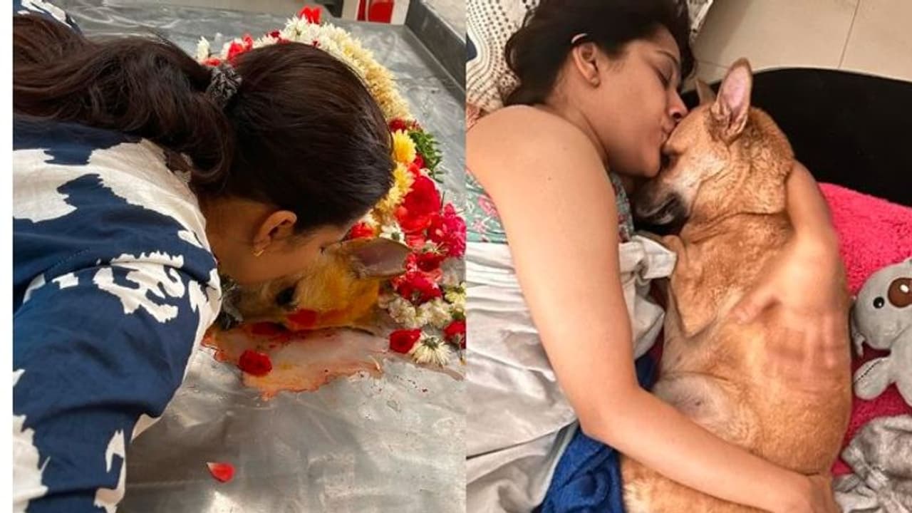 రష్మీ గౌతమ్ పెంపుడు కుక్క మృతి.. ఎమోషనల్ పోస్ట్ వైరల్ 