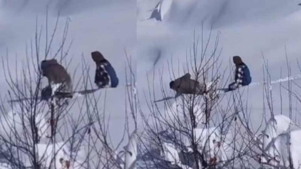 പൊന്നാങ്ങളയ്‍ക്ക് പകരം മറ്റാരുണ്ട്; കനത്ത മഞ്ഞിൽ 4 കിലോമീറ്റർ സഹോദരിക്ക് വഴിയൊരുക്കി പവൻ