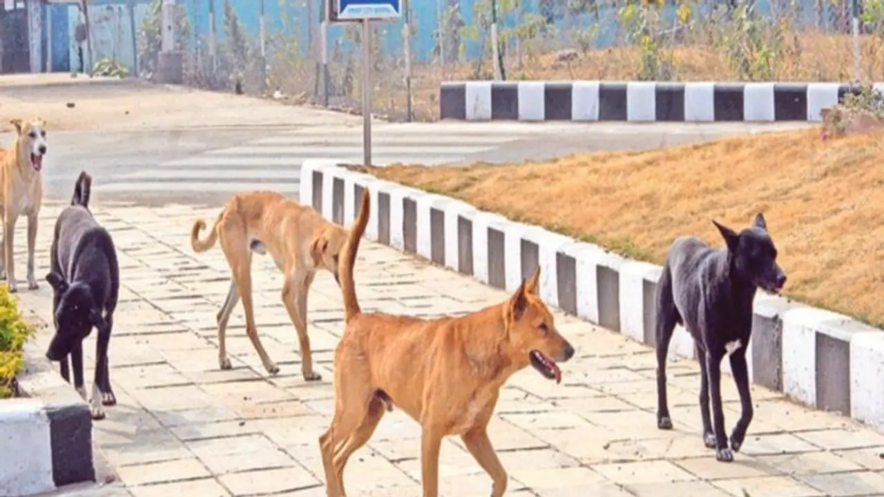 Bikaner News: वो चीखता रहा....कुत्ते हड्डियां खींचते रहे, नायब सुबेदार के मासूम बेटे पर स्ट्रीट डाग्स का हमला Bikaner News: वो चीखता रहा....कुत्ते हड्डियां खींचते रहे, नायब सुबेदार के मासूम बेटे पर स्ट्रीट डाग्स का हमला