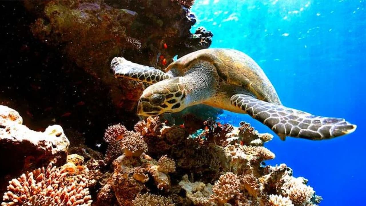 ಕಡಲಾಮೆಯ ಮಾಂಸ ತಿಂದ 9 ಜನ ಸಾವು 78ಕ್ಕೂ ಹೆಚ್ಚು ಜನ ಆಸ್ಪತ್ರೆಗೆ ದಾಖಲು ಕಡಲಾಮೆಯ ಮಾಂಸ ತಿಂದ 9 ಜನ ಸಾವು 78ಕ್ಕೂ ಹೆಚ್ಚು ಜನ ಆಸ್ಪತ್ರೆಗೆ ದಾಖಲು