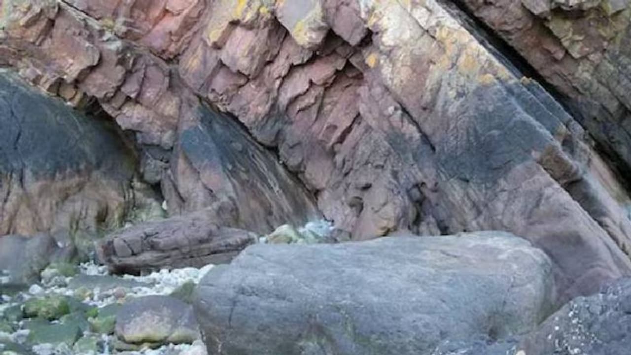 390 ദശലക്ഷം വർഷം പഴക്കം, ലോകത്തിലെ ഏറ്റവും പഴയ വനം, തൊട്ടടുത്ത് നിധി 