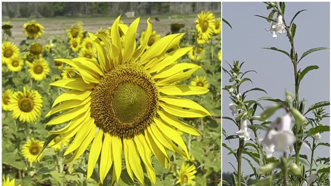 ഇവിടെ വിരിയില്ലെന്ന് പറഞ്ഞതാരാണ്? 110 ദിവസത്തിൽ അത്ഭുതം! സുരേഷിന് വമ്പൻ ലോട്ടറി അടിച്ചത് സ്വന്തം പാടത്ത് ഇവിടെ വിരിയില്ലെന്ന് പറഞ്ഞതാരാണ്? 110 ദിവസത്തിൽ അത്ഭുതം! സുരേഷിന് വമ്പൻ ലോട്ടറി അടിച്ചത് സ്വന്തം പാടത്ത്