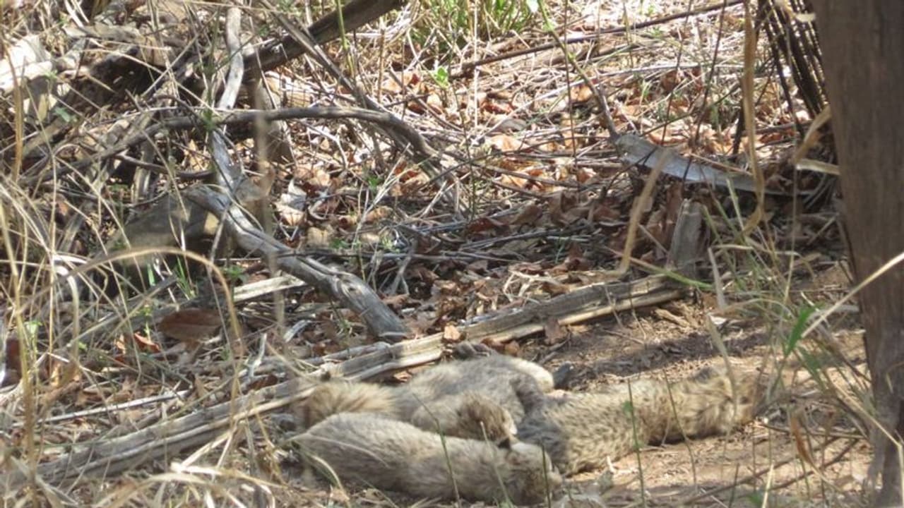 5 இல்ல.. குனோ தேசிய பூங்காவில் காமினி சிறுத்தைக்கு பிறந்தது 6 குட்டிகள்.. மத்திய அமைச்சர் தகவல்..
