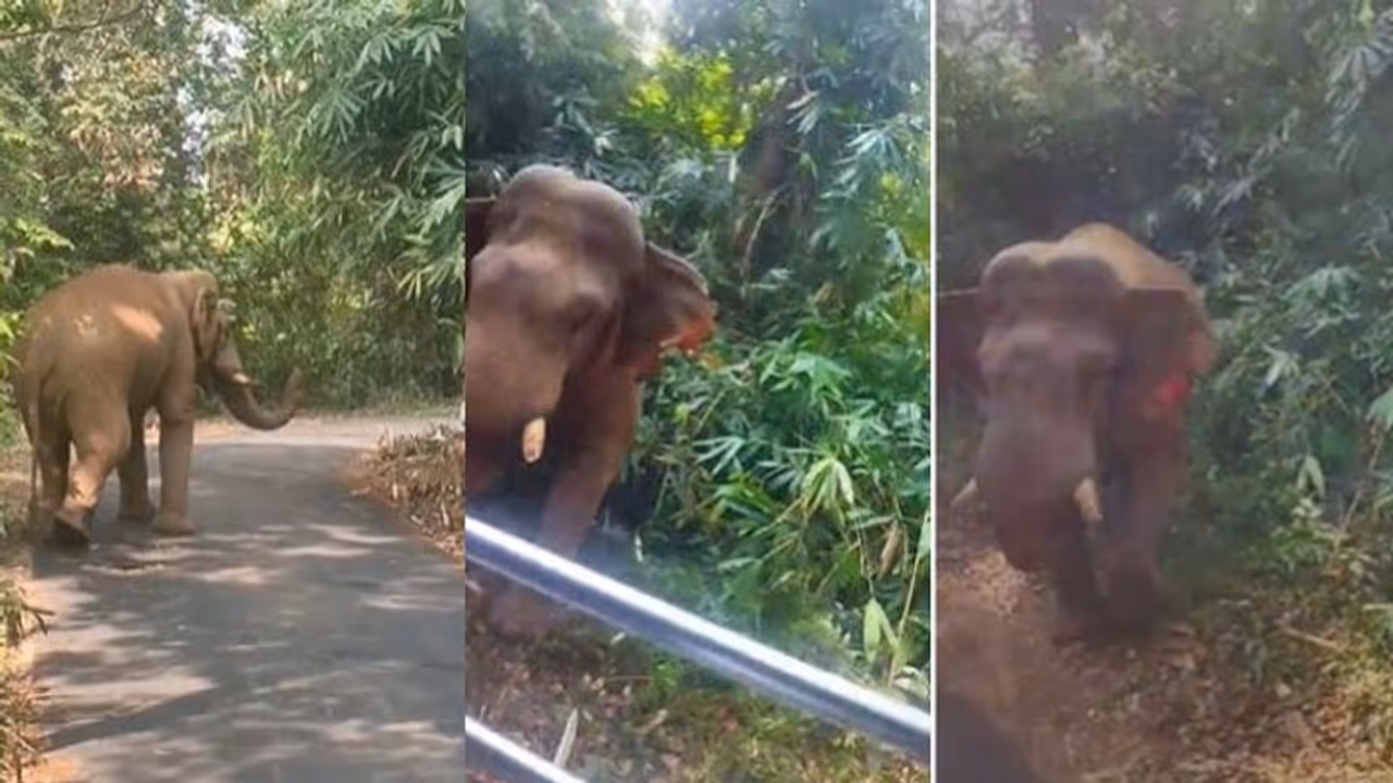 യാത്രയിൽ അതീവ ജാഗ്രത പുലര്ത്തണം! ഇന്ന് നടു റോഡിലെ ആക്രമണത്തിൽ ഭാഗ്യം തുണച്ചത് രക്ഷ; മഞ്ഞക്കൊമ്പൻ മദപ്പാടിൽ? യാത്രയിൽ അതീവ ജാഗ്രത പുലര്ത്തണം! ഇന്ന് നടു റോഡിലെ ആക്രമണത്തിൽ ഭാഗ്യം തുണച്ചത് രക്ഷ; മഞ്ഞക്കൊമ്പൻ മദപ്പാടിൽ?