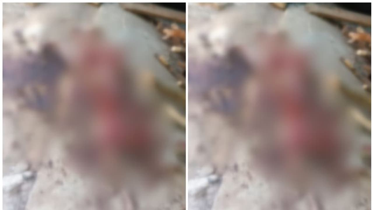 പശുക്കടവില് വീട്ടുകാര് പള്ളിയില് പോയി വന്നപ്പോൾ കണ്ടത് ഭയാനക കാഴ്ച, പുലിയിറങ്ങിയതാണെന്ന് നാട്ടുകാർ പശുക്കടവില് വീട്ടുകാര് പള്ളിയില് പോയി വന്നപ്പോൾ കണ്ടത് ഭയാനക കാഴ്ച, പുലിയിറങ്ങിയതാണെന്ന് നാട്ടുകാർ