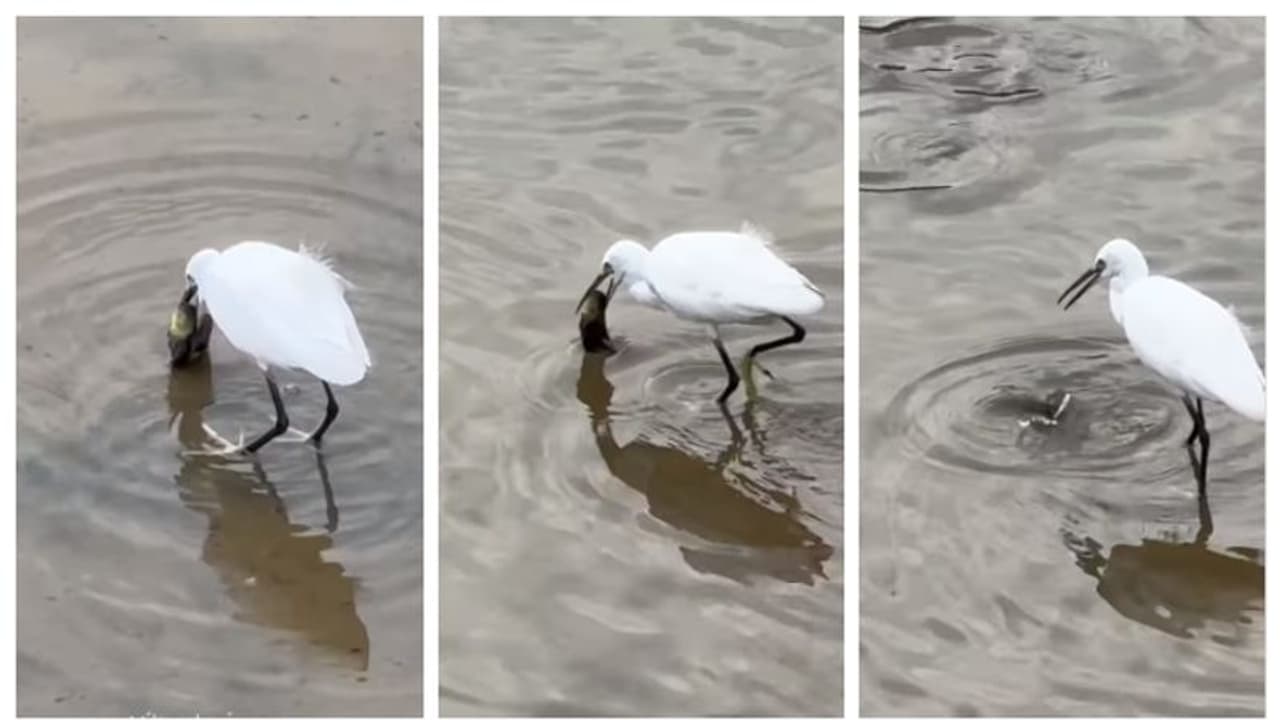 ഇതോ കരുണ? തന്‍റെ ഇരയായിരുന്നിട്ടും ശ്വാസം കിട്ടാതെ പിടഞ്ഞ മീനിനെ വിഴുങ്ങാതെ കൊക്ക്; വൈറല്‍ വീഡിയോ കാണാം