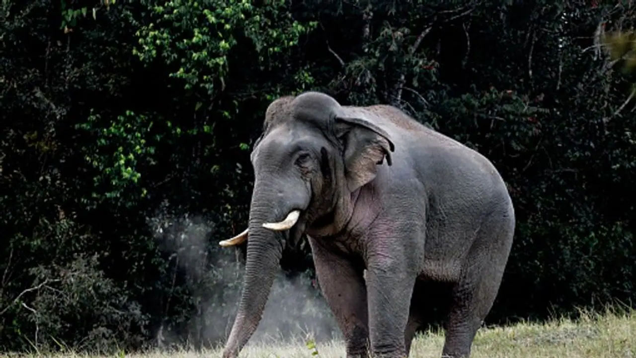 இரவு முழுவதும் கேட்ட பிளிறல் சத்தம்; மேட்டுப்பாளையத்தை அலறவிட்ட ஒற்றை காட்டு யானை மக்கள் பீதி