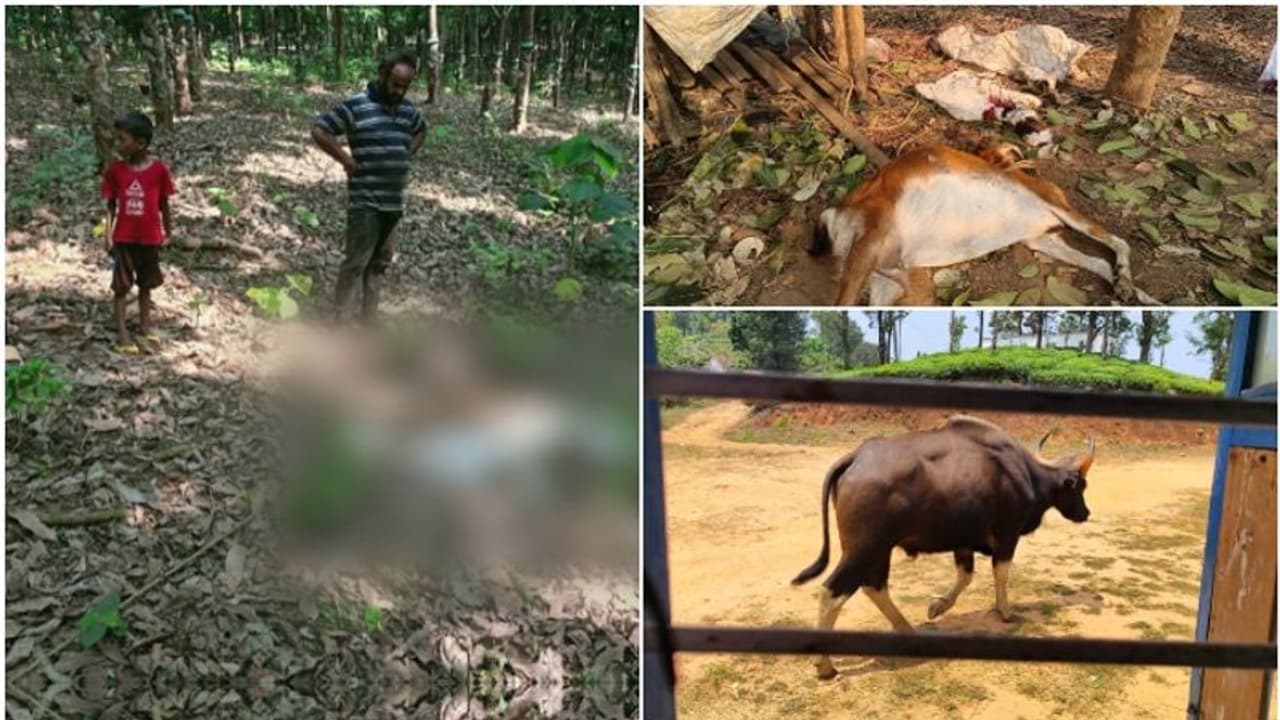 സ്കൂള് മുറ്റത്ത് കാട്ടുപോത്ത്, വളര്ത്തുമൃഗങ്ങളെ കൊന്ന് പുലിയും കടുവയും; ഇതെന്ത് നാട്! സ്കൂള് മുറ്റത്ത് കാട്ടുപോത്ത്, വളര്ത്തുമൃഗങ്ങളെ കൊന്ന് പുലിയും കടുവയും; ഇതെന്ത് നാട്!