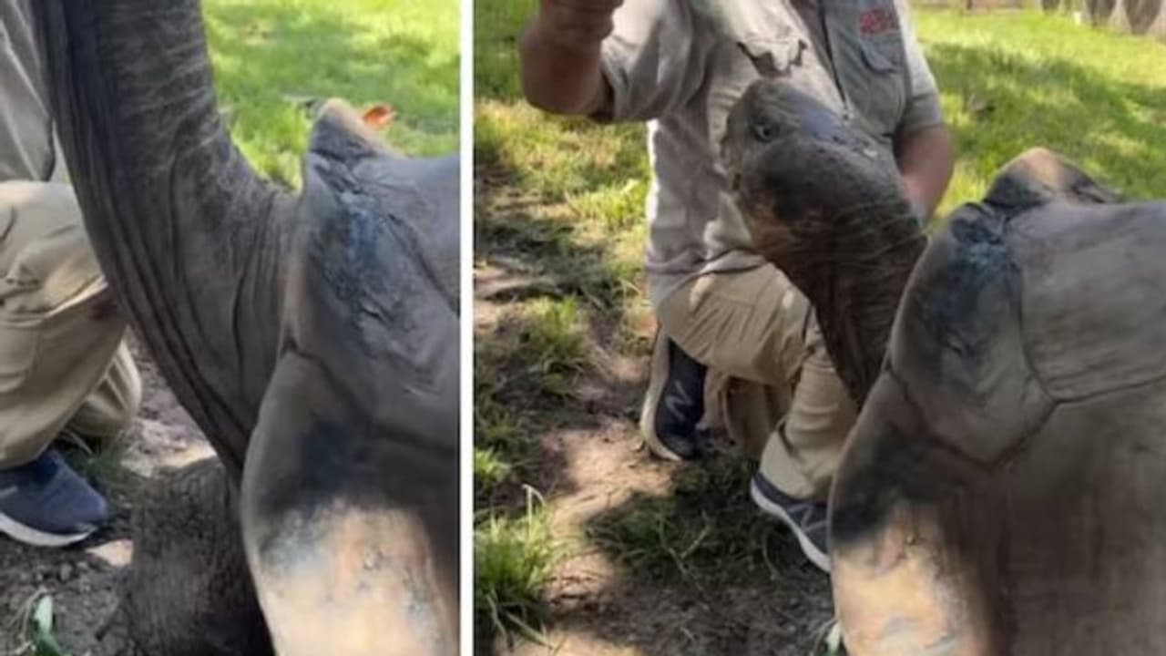 106 വയസുള്ള ഭീമന്‍ ആമയ്‍ക്കിഷ്ടം ഈ പച്ചക്കറി