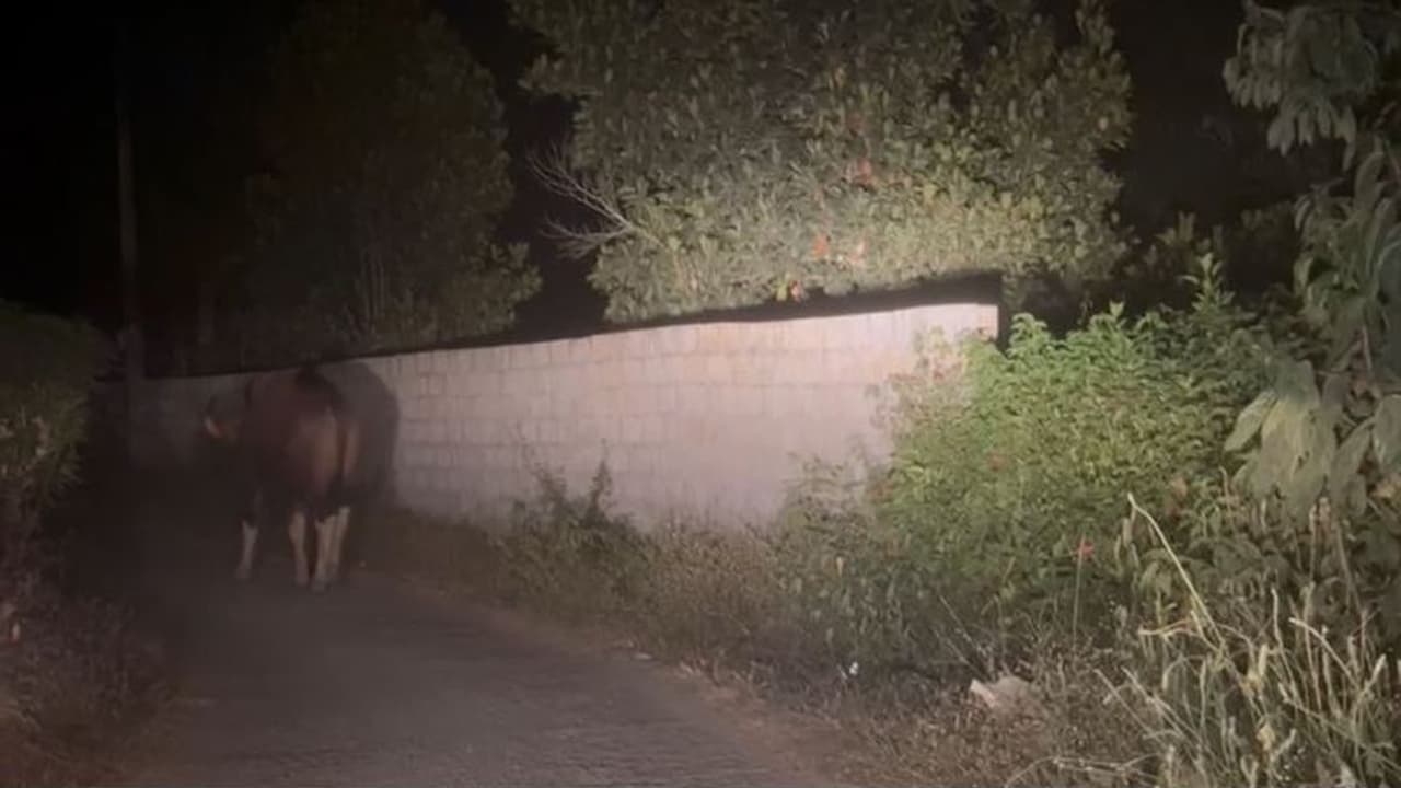 ആരെയും കൂസാതെ കിലോമീറ്റര് കടന്ന് ജനങ്ങളിലേക്ക്, പേടി മാറാതെ നാട്ടുകാര്, കാട്ടുപോത്ത് മാത്രമല്ലെന്ന് മേപ്പാടി ആരെയും കൂസാതെ കിലോമീറ്റര് കടന്ന് ജനങ്ങളിലേക്ക്, പേടി മാറാതെ നാട്ടുകാര്, കാട്ടുപോത്ത് മാത്രമല്ലെന്ന് മേപ്പാടി