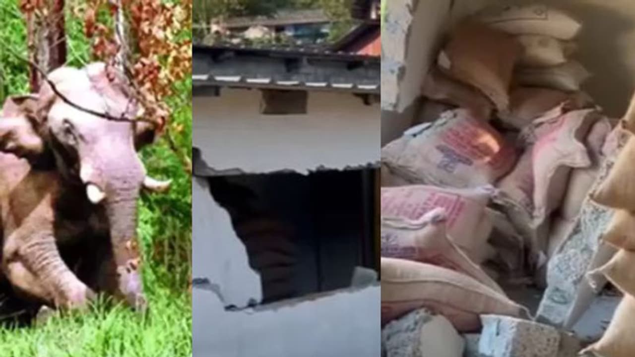 അരിക്കൊമ്പനെത്തുന്ന റേഷൻകട, ഇത്തവണ ചക്കകൊമ്പൻ; കൊടിമരം ചവിട്ടി ഫെൻസിങ് താഴെയിട്ടു, 4 ചാക്ക് അരി നശിപ്പിച്ചു