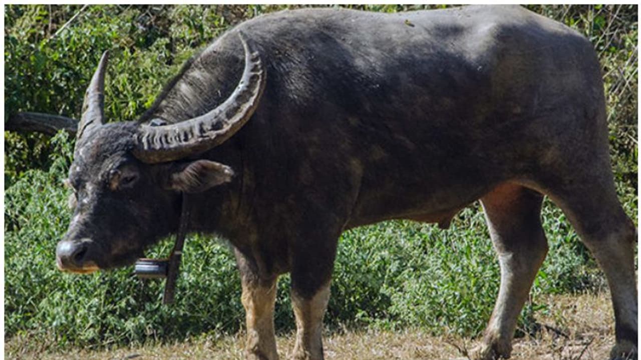 വന്യ ജീവി ആക്രമണം തുടരുന്നു; മറയൂരില്‍ കാട്ടുപോത്തിന്‍റെ ആക്രമണത്തില്‍ ഒരാള്‍ക്ക് ഗുരുതര പരിക്ക്