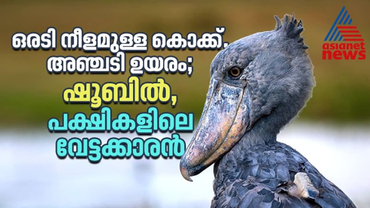 മുതലക്കുഞ്ഞുങ്ങളെ തിന്നുന്ന മനുഷ്യ വലിപ്പമുള്ള പക്ഷി; ഷൂബിൽ, എന്ന പക്ഷികളിലെ വേട്ടക്കാരന്‍ !