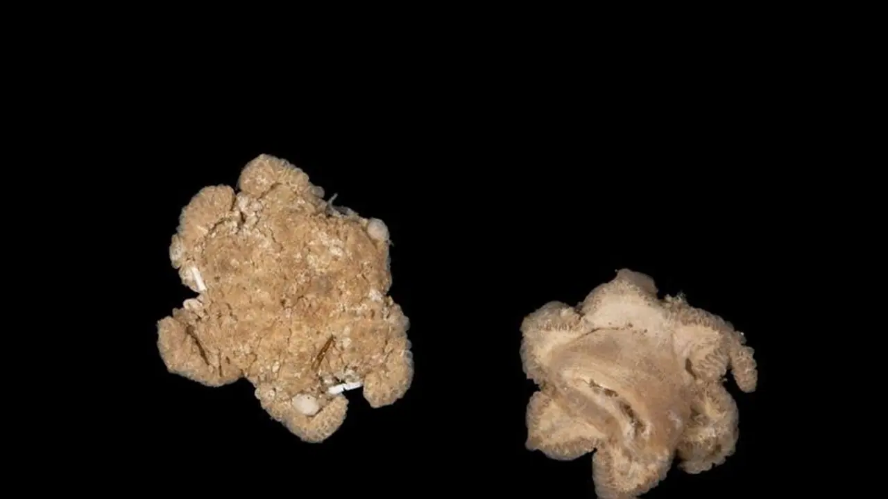 ஆழ்கடல் அதிசயம்! நட்சத்திர வடிவ வினோத விலங்கு உள்பட 100 புதிய உயிரினங்கள் கண்டுபிடிப்பு! ஆழ்கடல் அதிசயம்! நட்சத்திர வடிவ வினோத விலங்கு உள்பட 100 புதிய உயிரினங்கள் கண்டுபிடிப்பு!