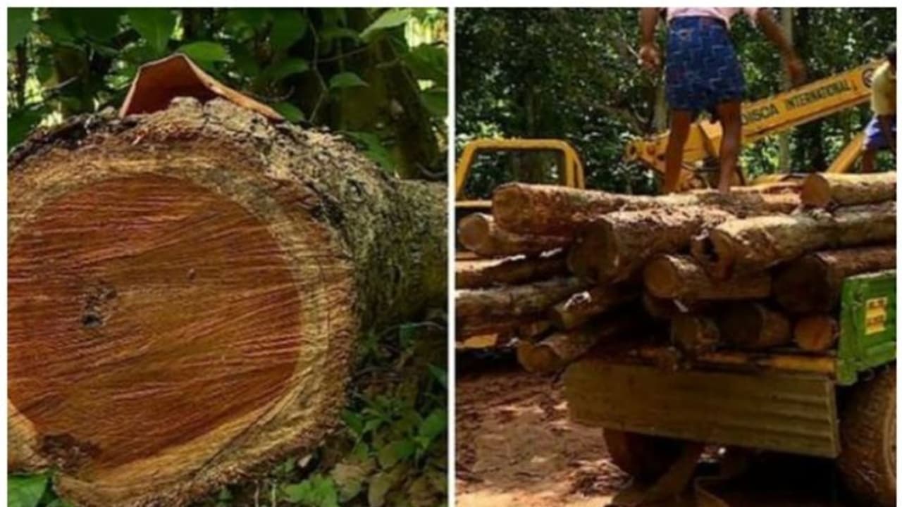 മുട്ടിൽ മരംമുറി കേസിൽ സ്പെഷ്യൽ പബ്ലിക് പ്രോസിക്യൂട്ടറെ നിയമിച്ചു മുട്ടിൽ മരംമുറി കേസിൽ സ്പെഷ്യൽ പബ്ലിക് പ്രോസിക്യൂട്ടറെ നിയമിച്ചു