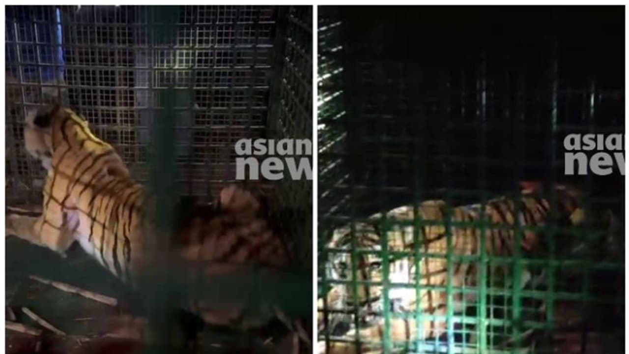 വയനാട്ടിൽ ഒരു കടുവ കൂടി കൂട്ടിലായി; കുപ്പാടിയിലേക്ക് മാറ്റി വയനാട്ടിൽ ഒരു കടുവ കൂടി കൂട്ടിലായി; കുപ്പാടിയിലേക്ക് മാറ്റി