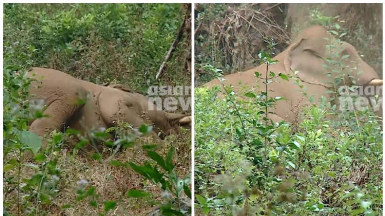 ​'ഗണപതി' അവശനാണ്; അതിരപ്പിള്ളിയിലെത്തിയ കൊമ്പൻ അവശനിലയിൽ തന്നെ; സ്ഥലത്ത് വനംവകുപ്പ്
