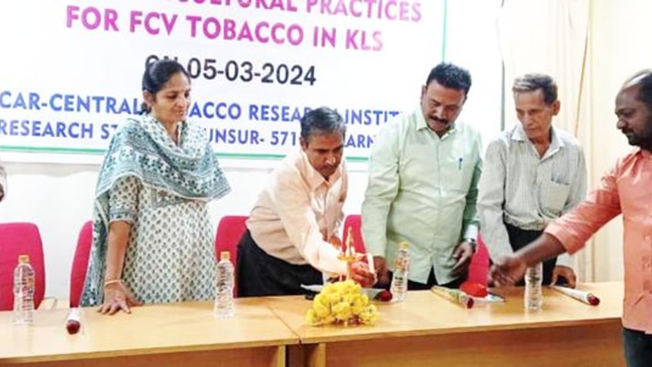 ಮೈಸೂರು: ತಂಬಾಕು ಬೆಳೆಗಾರರಿಗೆ ಎಫ್ ಸಿಎಚ್ 248 ತಳಿ ಮಾರುಕಟ್ಟೆಗೆ ಮೈಸೂರು: ತಂಬಾಕು ಬೆಳೆಗಾರರಿಗೆ ಎಫ್ ಸಿಎಚ್ 248 ತಳಿ ಮಾರುಕಟ್ಟೆಗೆ