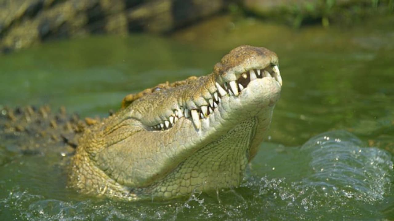 കാഴ്ച കാണാനിറങ്ങി, ചെറുബോട്ട് മുങ്ങിത്തുടങ്ങിയതോടെ നീന്തി, 68കാരൻ ചെന്നുചാടിയത് മുതലയുടെ മുന്നിൽ 