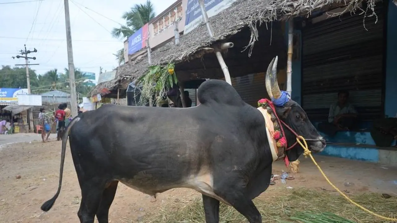 ಚಾಮರಾಜನಗರ: ಮಲೆ ಮಹದೇಶ್ವರ ಬೆಟ್ಟದಲ್ಲಿ ಭಕ್ತೆಯ ಮೇಲೆ ಗೂಳಿ ದಾಳಿ, ವೃದ್ಧೆ ಆಸ್ಪತ್ರೆಗೆ ದಾಖಲು ಚಾಮರಾಜನಗರ: ಮಲೆ ಮಹದೇಶ್ವರ ಬೆಟ್ಟದಲ್ಲಿ ಭಕ್ತೆಯ ಮೇಲೆ ಗೂಳಿ ದಾಳಿ, ವೃದ್ಧೆ ಆಸ್ಪತ್ರೆಗೆ ದಾಖಲು