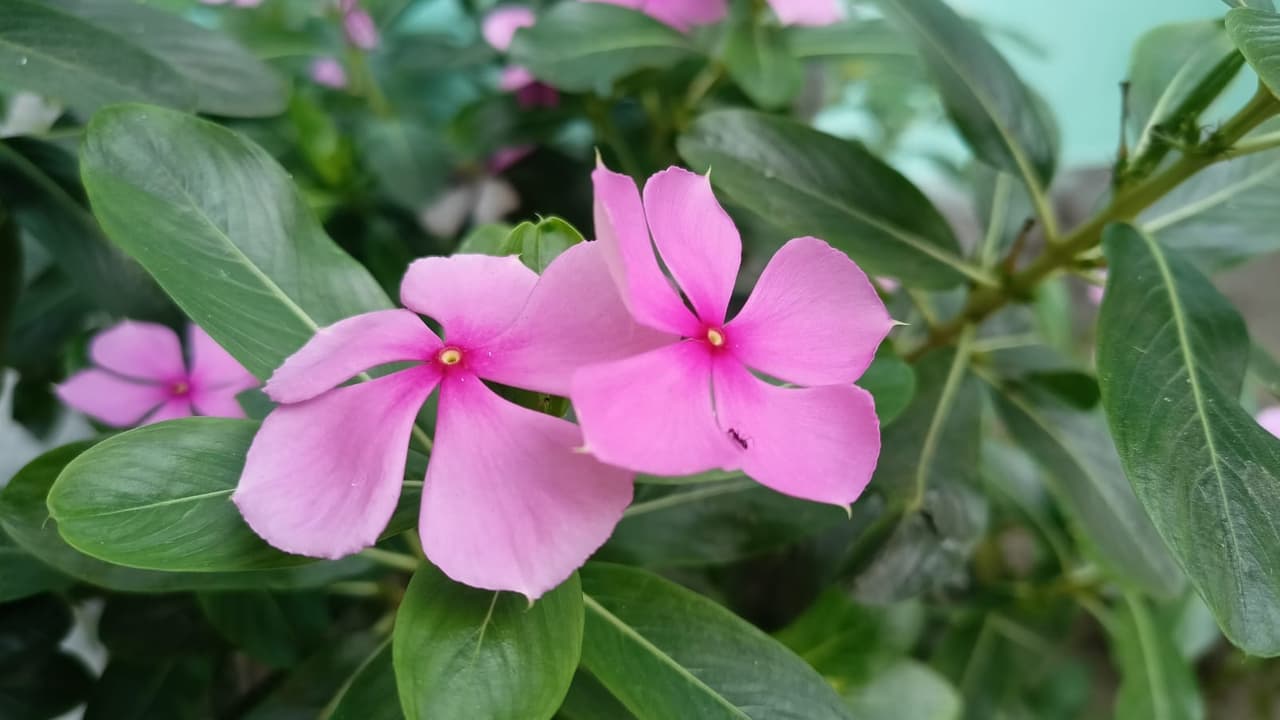Sadabahar flower Sadabahar flower