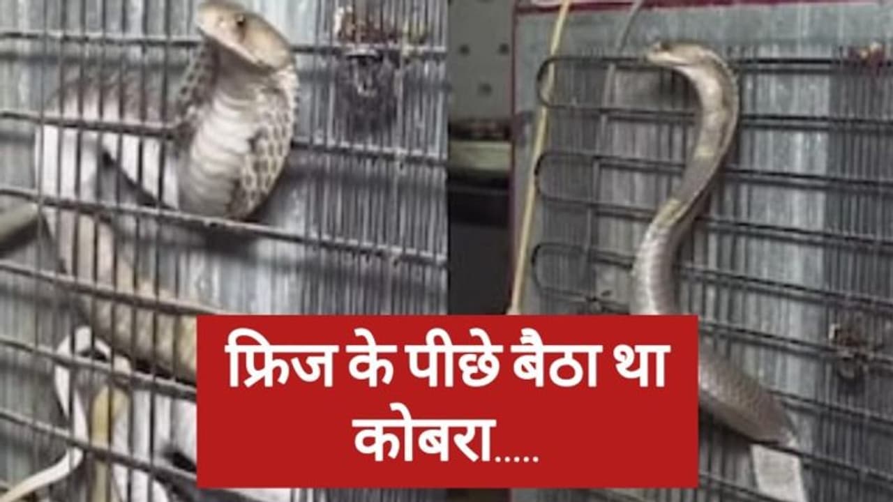 फ्रिज के पीछे छुपा था खतरनाक कोबरा, फन फैला कर फुफकारने लगा