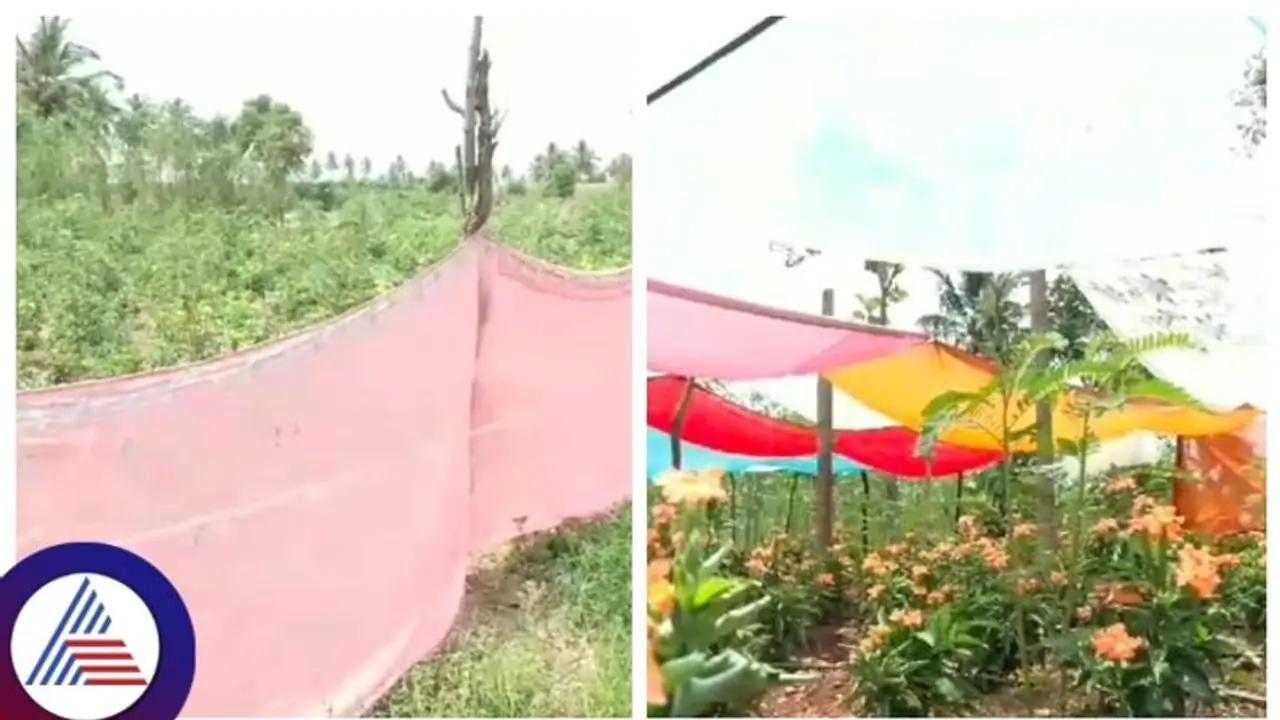 ಚಿತ್ರದುರ್ಗ: ಬಿಸಿಲಿನ ತಾಪದಿಂದ ಹೂವಿನ ಬೆಳೆ ರಕ್ಷಿಸಲು ಸೀರೆಗಳ ಮೊರೆ ಹೋದ ರೈತ!