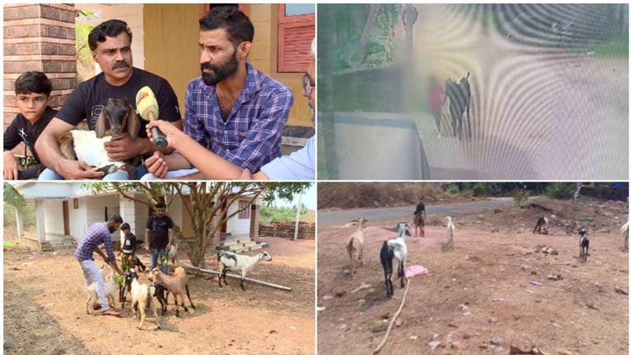 ആദ്യം ഒരാടിനെ കാണാതായി, പിന്നാലെ നിരവധി; പൊലീസ് തള്ളിയ കേസിൽ സഹോദരങ്ങളുടെ അന്വേഷണം, കണ്ടെത്തിയത് വൻ സംഘത്തെ ആദ്യം ഒരാടിനെ കാണാതായി, പിന്നാലെ നിരവധി; പൊലീസ് തള്ളിയ കേസിൽ സഹോദരങ്ങളുടെ അന്വേഷണം, കണ്ടെത്തിയത് വൻ സംഘത്തെ