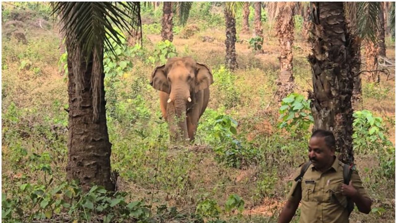 പുഴയില്‍നിന്ന് കയറിയത് നടക്കാനാകാതെ, അതിരപ്പിള്ളിയിലെ തോട്ടത്തിൽ കിടക്കുന്ന 'ഗണപതി'യുടെ നിലയില്‍ മാറ്റമില്ല