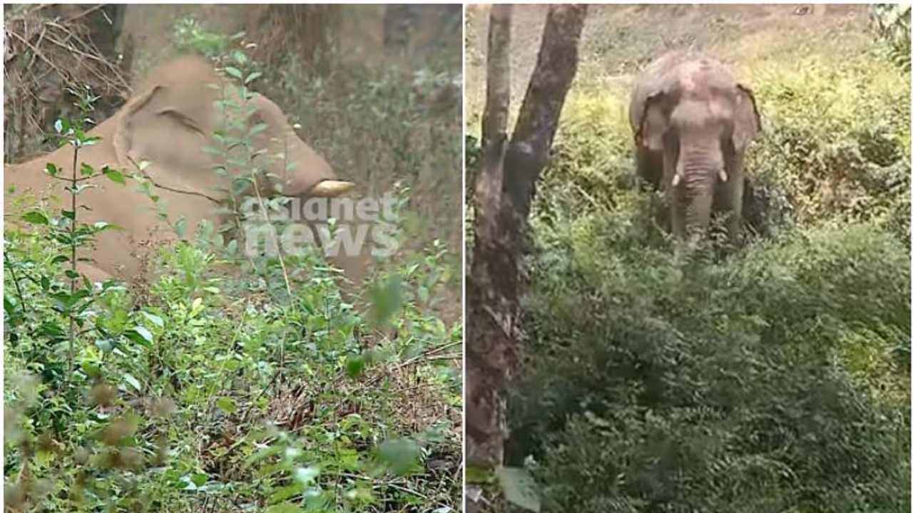 'ഗണപതി ഓകെയാണ്', എണ്ണപ്പന തോട്ടത്തില് കണ്ടെത്തിയ കാട്ടുകൊമ്പന് സുഖം പ്രാപിക്കുന്നു 'ഗണപതി ഓകെയാണ്', എണ്ണപ്പന തോട്ടത്തില് കണ്ടെത്തിയ കാട്ടുകൊമ്പന് സുഖം പ്രാപിക്കുന്നു