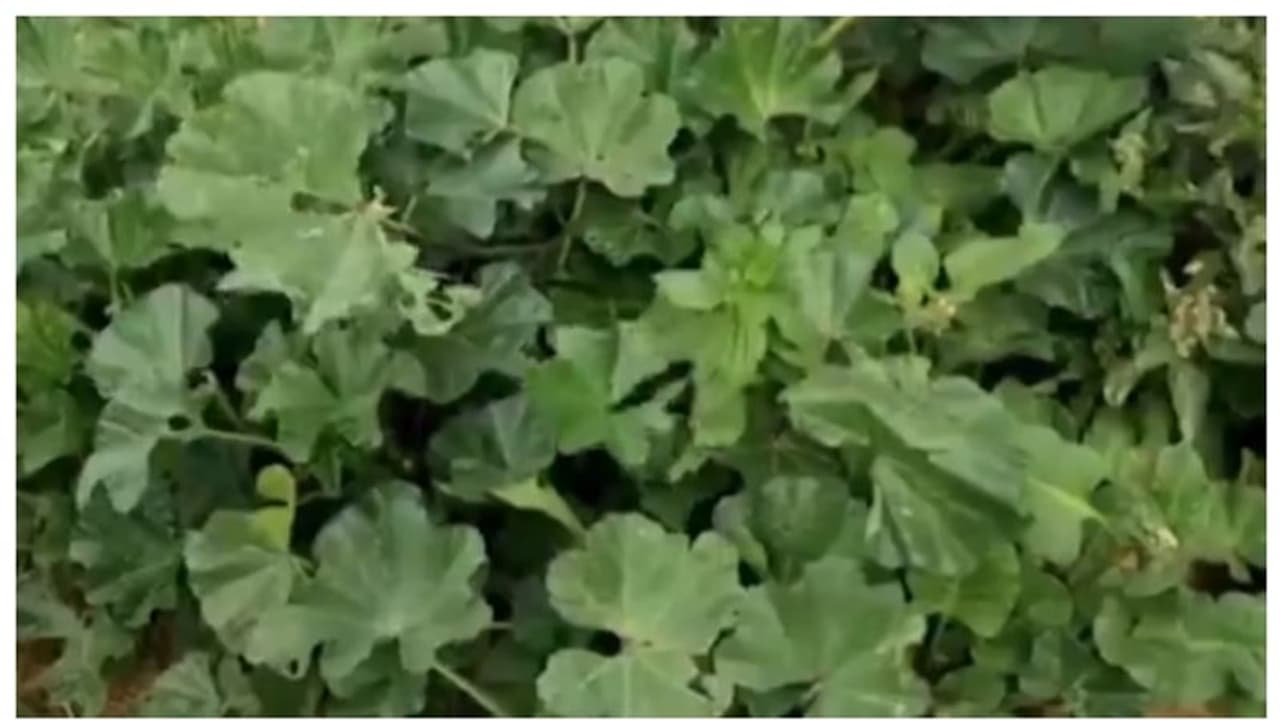 അവസാനമില്ലാത്ത യുദ്ധം, പട്ടിണി; ഇന്ന് ഗാസയുടെ വിശപ്പുമാറ്റുന്നത് ഈ ഇലച്ചെടി അവസാനമില്ലാത്ത യുദ്ധം, പട്ടിണി; ഇന്ന് ഗാസയുടെ വിശപ്പുമാറ്റുന്നത് ഈ ഇലച്ചെടി