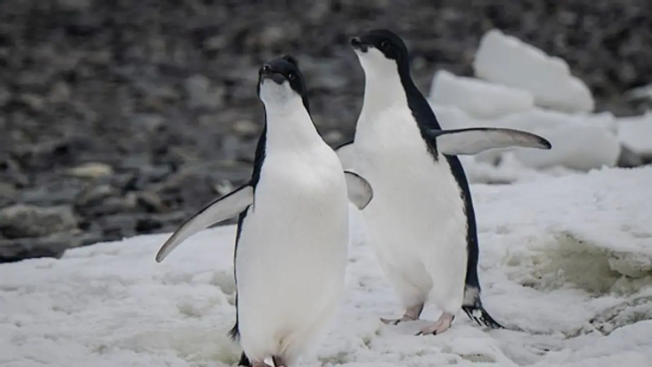 Love penguins? Applications open to work in Antarctica’s ‘penguin post office’ Love penguins? Applications open to work in Antarctica’s ‘penguin post office’