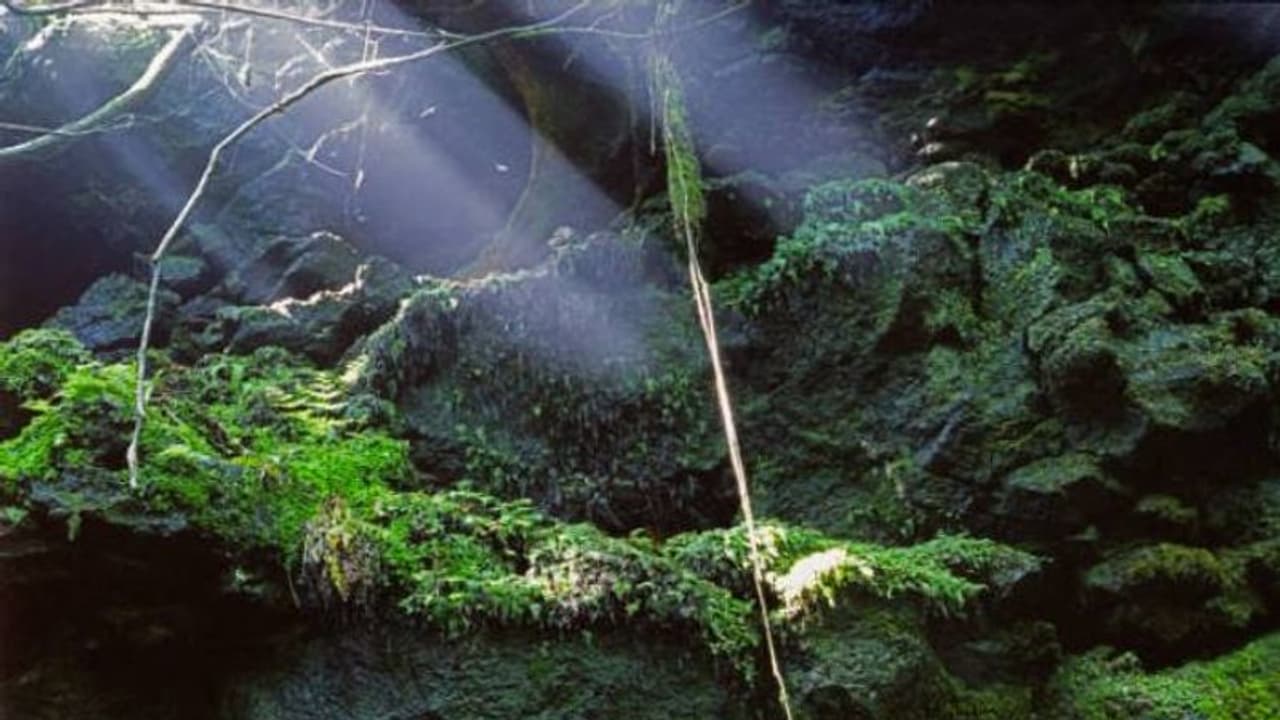 ഗുണ കേവിനെക്കാൾ ഭയാനകം, അപകടം? വ‌ടക്കുനോക്കിയന്ത്രങ്ങളും ഫോണുകളും നിശ്ചലമാകുന്ന ആത്മഹത്യാവനം