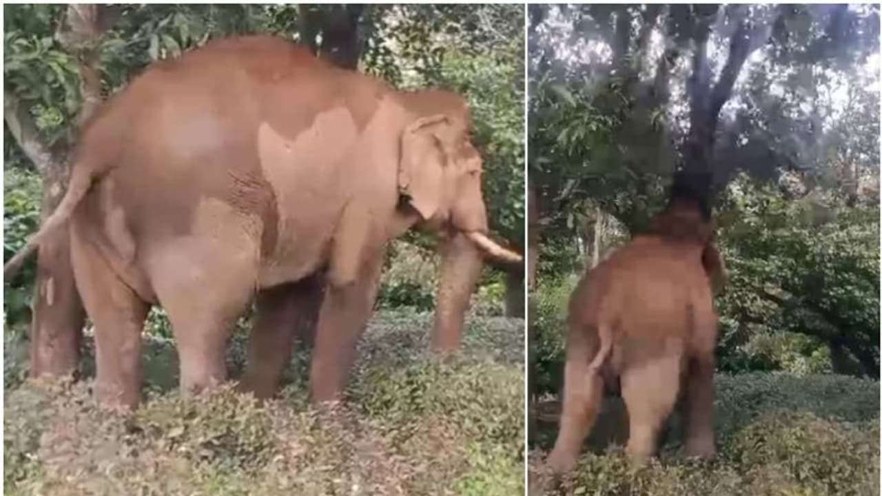 'നല്ലവനായ ചില്ലിക്കൊമ്പൻ'; നെല്ലിയാമ്പതിയില് നാട്ടുകാര് ബഹളം വച്ചപ്പോള് തിരിച്ചുപിടിച്ച് കാട്ടാന 'നല്ലവനായ ചില്ലിക്കൊമ്പൻ'; നെല്ലിയാമ്പതിയില് നാട്ടുകാര് ബഹളം വച്ചപ്പോള് തിരിച്ചുപിടിച്ച് കാട്ടാന