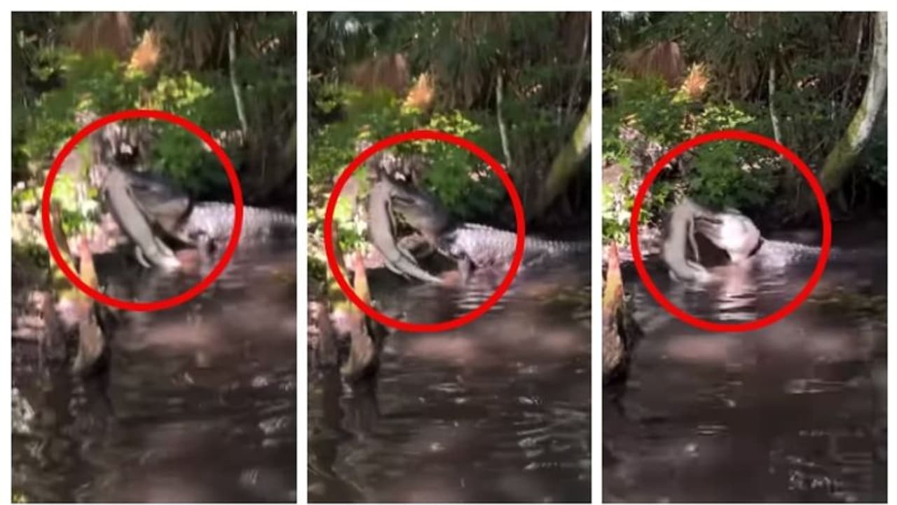 'ഒന്ന് മറ്റൊന്നിനെ...'; മുതല കുഞ്ഞിന്റെ തല കടിച്ച് പിടിച്ച് നിലത്തടിച്ച് കൊലപ്പെടുത്തുന്ന മുതലയുടെ വീഡിയോ 'ഒന്ന് മറ്റൊന്നിനെ...'; മുതല കുഞ്ഞിന്റെ തല കടിച്ച് പിടിച്ച് നിലത്തടിച്ച് കൊലപ്പെടുത്തുന്ന മുതലയുടെ വീഡിയോ