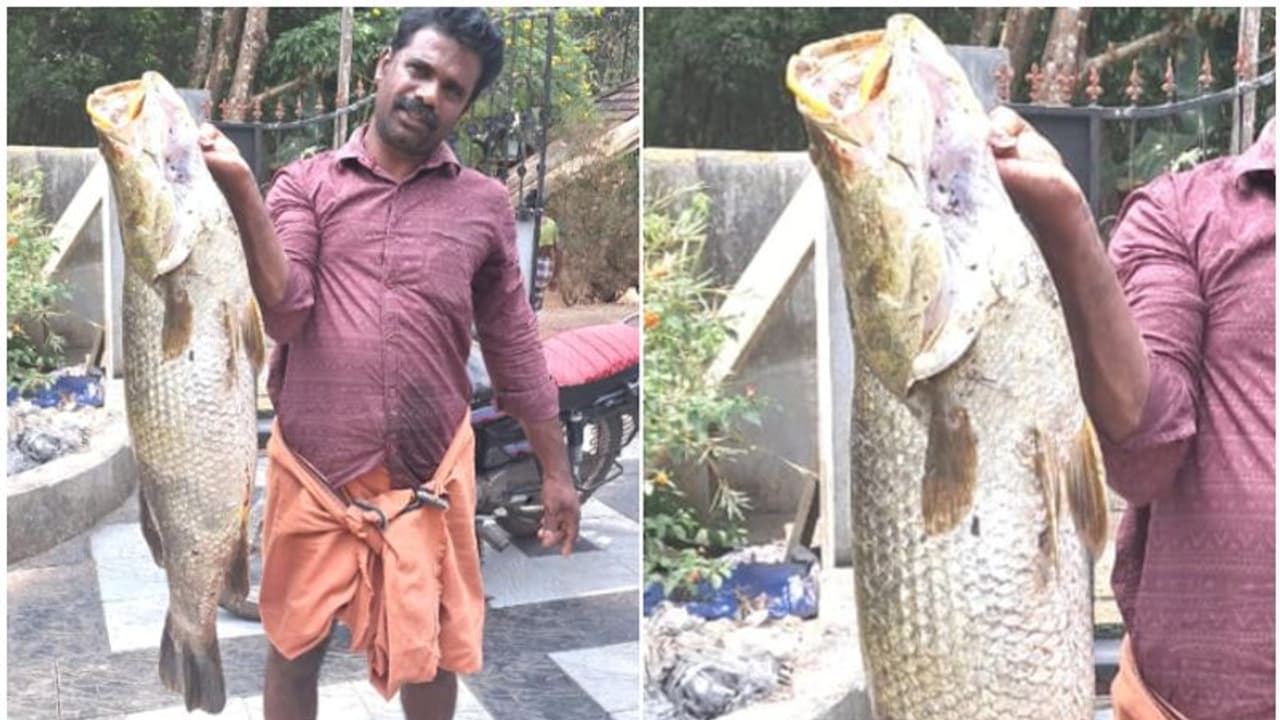 ചിറയിൽ വെള്ളം കുറവ്, വലയിട്ടപ്പോൾ കോളടിച്ചു, കിട്ടിയത് ഒന്നൊന്നര മത്സ്യ ഭീമനെ, കരയ്ക്കെത്തിച്ചത് പാടുപെട്ട് ചിറയിൽ വെള്ളം കുറവ്, വലയിട്ടപ്പോൾ കോളടിച്ചു, കിട്ടിയത് ഒന്നൊന്നര മത്സ്യ ഭീമനെ, കരയ്ക്കെത്തിച്ചത് പാടുപെട്ട്