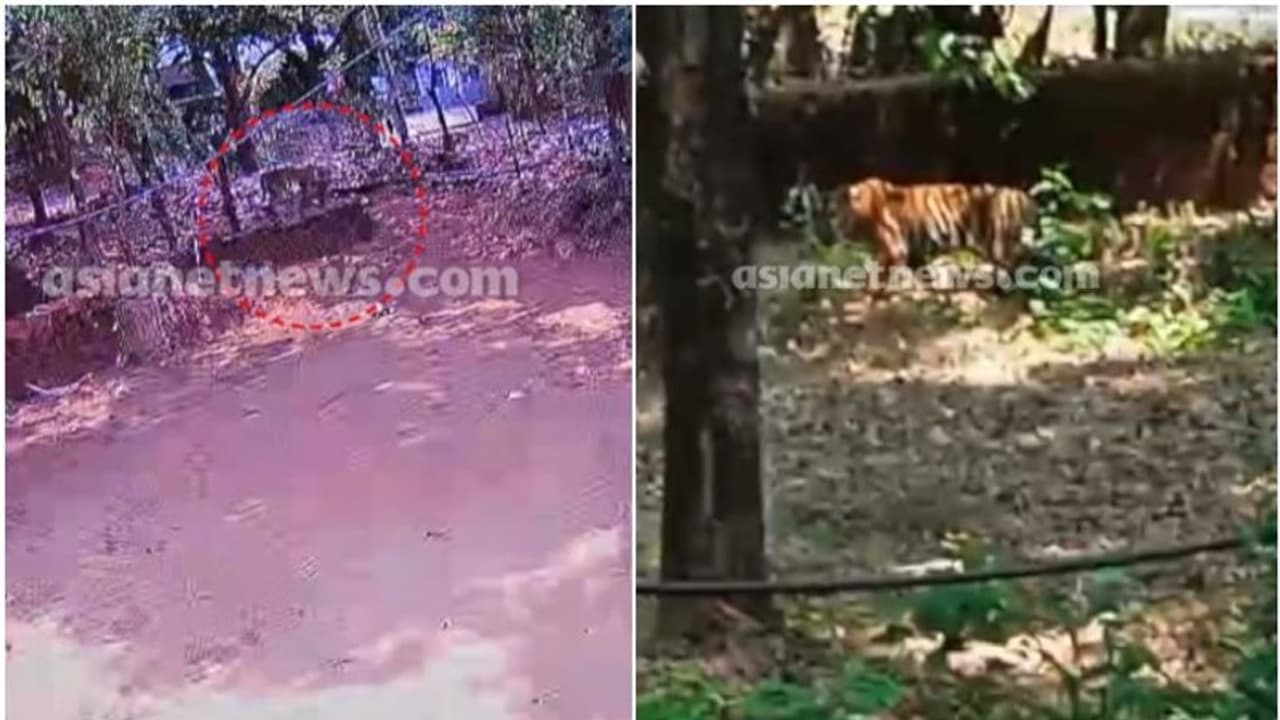 കണ്ണൂരില് വീട്ടുമുറ്റത്തും കടുവ, സിസിടിവി വീഡിയോ പുറത്ത്; പ്രദേശത്ത് നിരോധനാജ്ഞ കണ്ണൂരില് വീട്ടുമുറ്റത്തും കടുവ, സിസിടിവി വീഡിയോ പുറത്ത്; പ്രദേശത്ത് നിരോധനാജ്ഞ