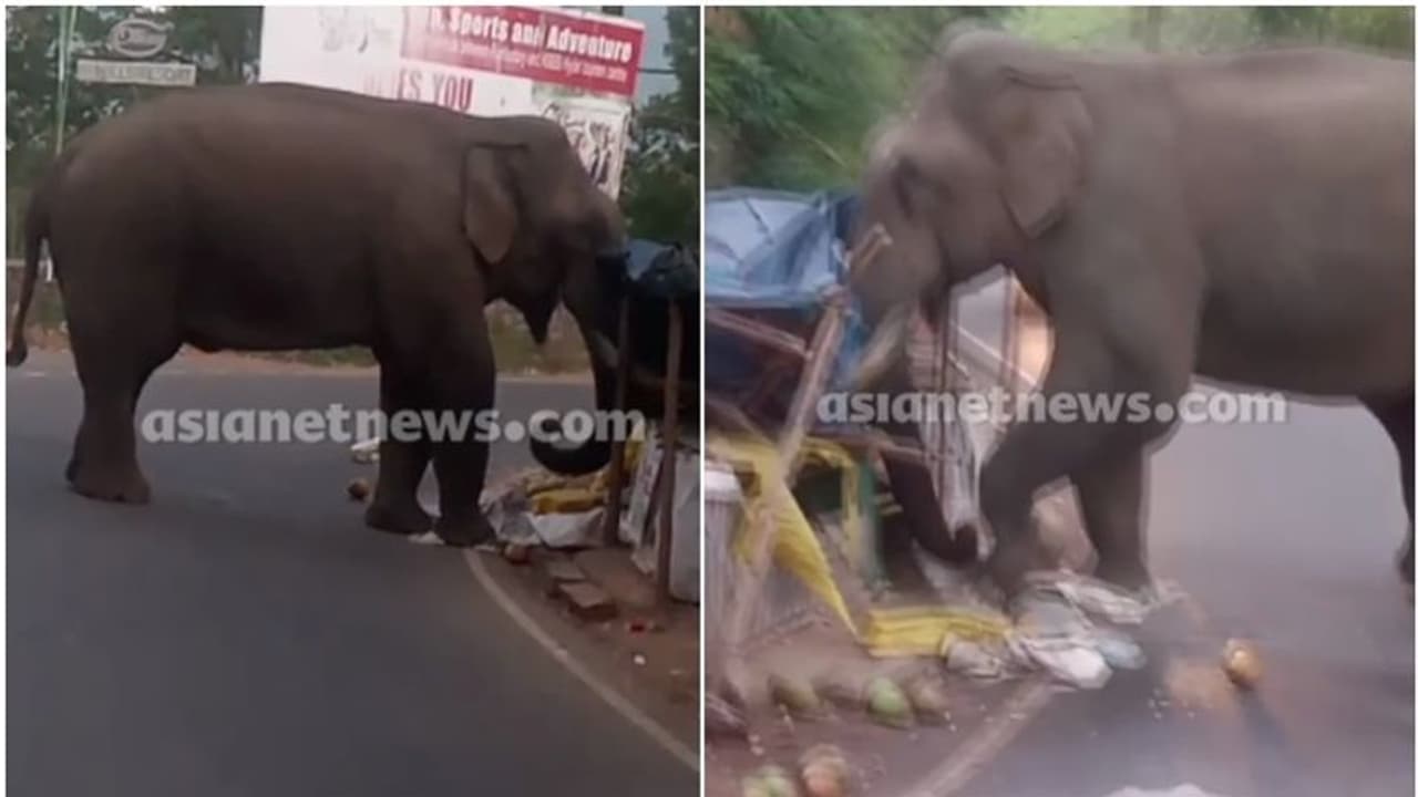 മൂന്നാറില് വീണ്ടും 'പടയപ്പ'; വഴിയോരക്കട പാടെ തകര്ത്തു, ഭക്ഷണസാധനങ്ങള് കഴിച്ചു മൂന്നാറില് വീണ്ടും 'പടയപ്പ'; വഴിയോരക്കട പാടെ തകര്ത്തു, ഭക്ഷണസാധനങ്ങള് കഴിച്ചു