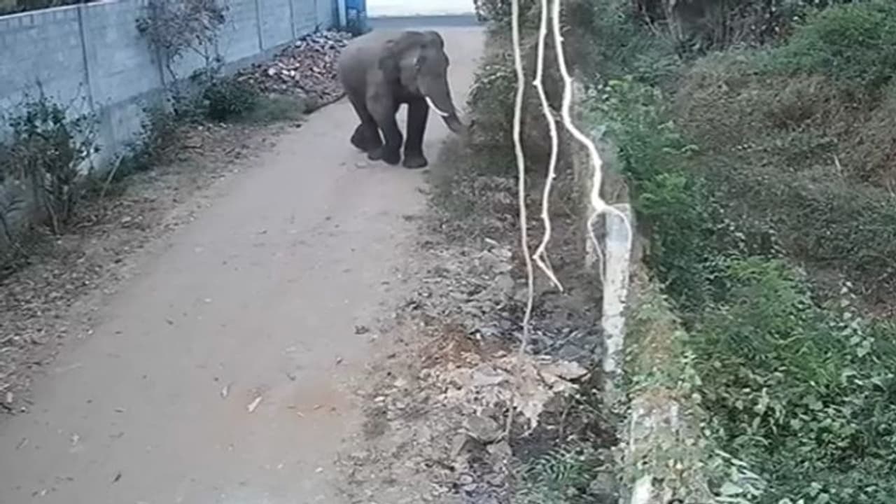 ஒற்றை காட்டு யானை உலா: கோவை அருகே பொதுமக்கள் அச்சம்!