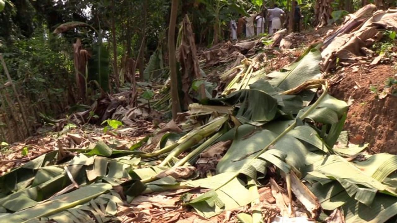 ഭീതി പരത്തി കാട്ടാനക്കൂട്ടം, സംഘത്തിലുള്ളത് ആറ് ആനകൾ, പുറത്തിറങ്ങാൻ കഴിയാതെ പ്ലാക്കത്തടത്തുകാർ ഭീതി പരത്തി കാട്ടാനക്കൂട്ടം, സംഘത്തിലുള്ളത് ആറ് ആനകൾ, പുറത്തിറങ്ങാൻ കഴിയാതെ പ്ലാക്കത്തടത്തുകാർ