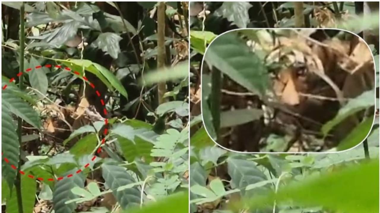 മയക്കുവെടി വയ്ക്കും മുമ്പ് കടന്നുകളഞ്ഞു; കണ്ണൂരില് നാട്ടിലിറങ്ങിയ കടുവയ്ക്കായി തിരച്ചില് തുടരുന്നു മയക്കുവെടി വയ്ക്കും മുമ്പ് കടന്നുകളഞ്ഞു; കണ്ണൂരില് നാട്ടിലിറങ്ങിയ കടുവയ്ക്കായി തിരച്ചില് തുടരുന്നു