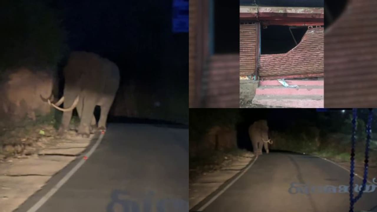 ജാഗ്രത, പടയപ്പയുടെ പരാക്രമത്തിന് കാരണം മദപ്പാട്, തുരത്തിയ സ്പീഡിൽ തിരിച്ചെത്തി കലിയിളകി വീണ്ടും ആക്രമണം ജാഗ്രത, പടയപ്പയുടെ പരാക്രമത്തിന് കാരണം മദപ്പാട്, തുരത്തിയ സ്പീഡിൽ തിരിച്ചെത്തി കലിയിളകി വീണ്ടും ആക്രമണം