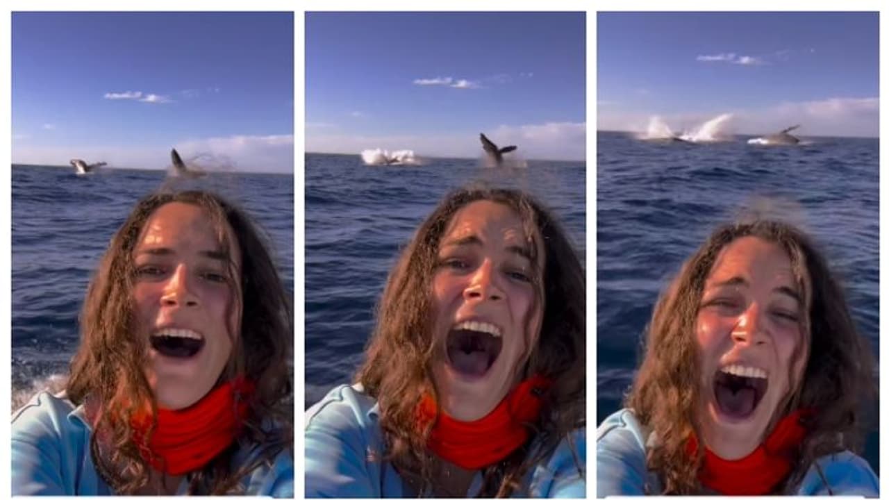 ലോകത്തിലെ എക്കാലത്തെയും ഏറ്റവും മികച്ച സെൽഫി; തിമിംഗലങ്ങളോടൊപ്പമുള്ള യുവതിയുടെ സെൽഫി ഏറ്റെടുത്ത് സോഷ്യൽ മീഡിയ ലോകത്തിലെ എക്കാലത്തെയും ഏറ്റവും മികച്ച സെൽഫി; തിമിംഗലങ്ങളോടൊപ്പമുള്ള യുവതിയുടെ സെൽഫി ഏറ്റെടുത്ത് സോഷ്യൽ മീഡിയ