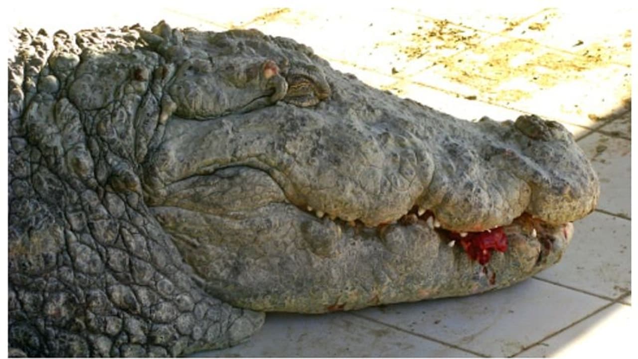 ഭര്‍ത്താവിനെ മുതല വിഴുങ്ങി; മുതലയെ ആക്രമിച്ച് വായില്‍ നിന്നും ഭര്‍ത്താവിനെ രക്ഷിച്ച് ഭാര്യ 