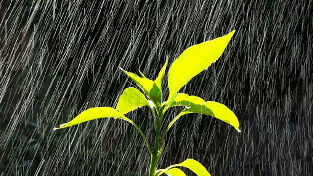 പൊള്ളുന്ന ചൂടിനിടയിൽ മൺസൂൺ പ്രവചനവുമായി സ്കൈമെറ്റ്, ലാ നിന തുണയ്ക്കുമെന്ന് പ്രതീക്ഷ 