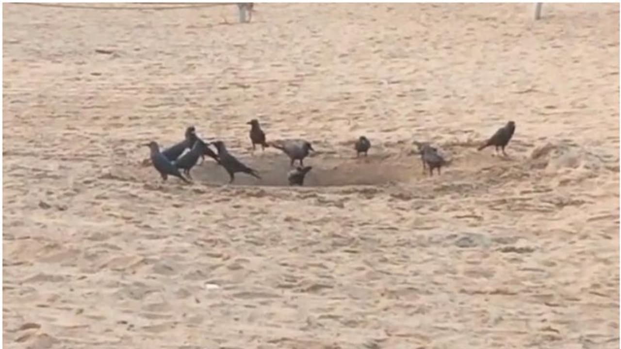 മണലിൽ കുഴികുത്തി തണ്ണീർപന്തൽ; കൊടിയ വേനലിൽ പക്ഷികൾക്കും മൃഗങ്ങൾക്കും ഉപ്പുകലരാത്ത ദാഹജലമേകി ഒരുകൂട്ടം മനുഷ്യർ