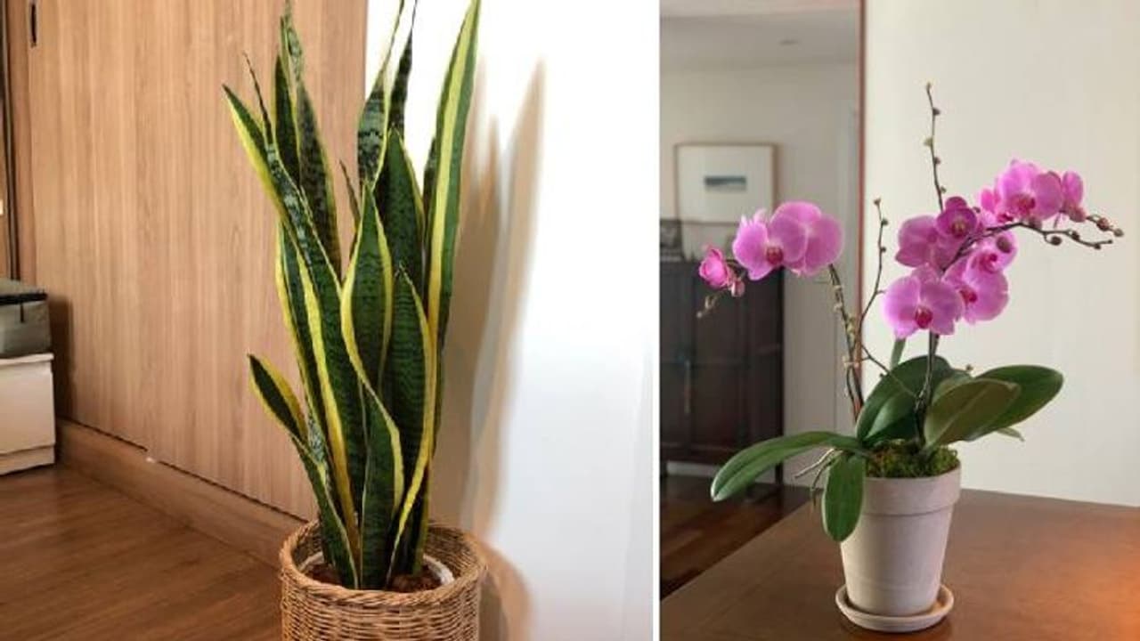 Peace Lilies to Bamboo Palm: Best indoor plants to improve your health